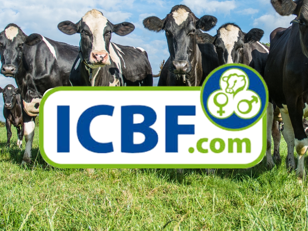 Irish Cattle Breeding